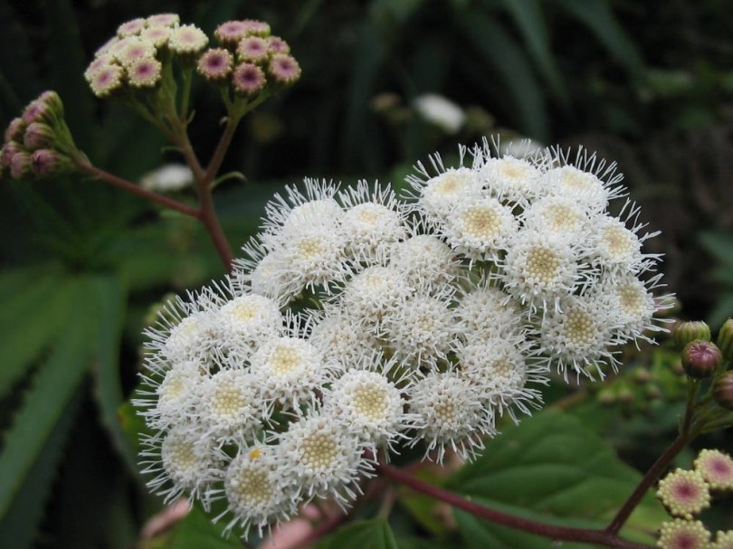 Drüsiger Wasserdost, Ageratina adenophora, virág